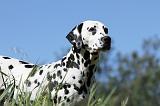 DALMATIEN 046